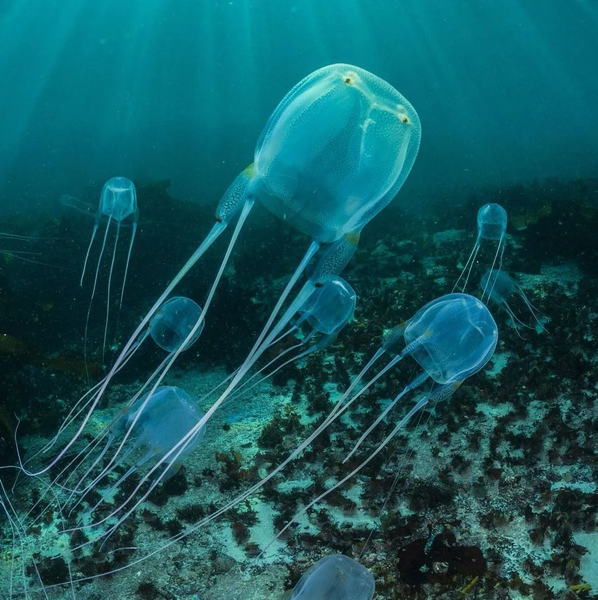 Cape Able Adventures | How Dangerous Are Marine Stingers On The Great Barrier Reef? Box Jellyfish
