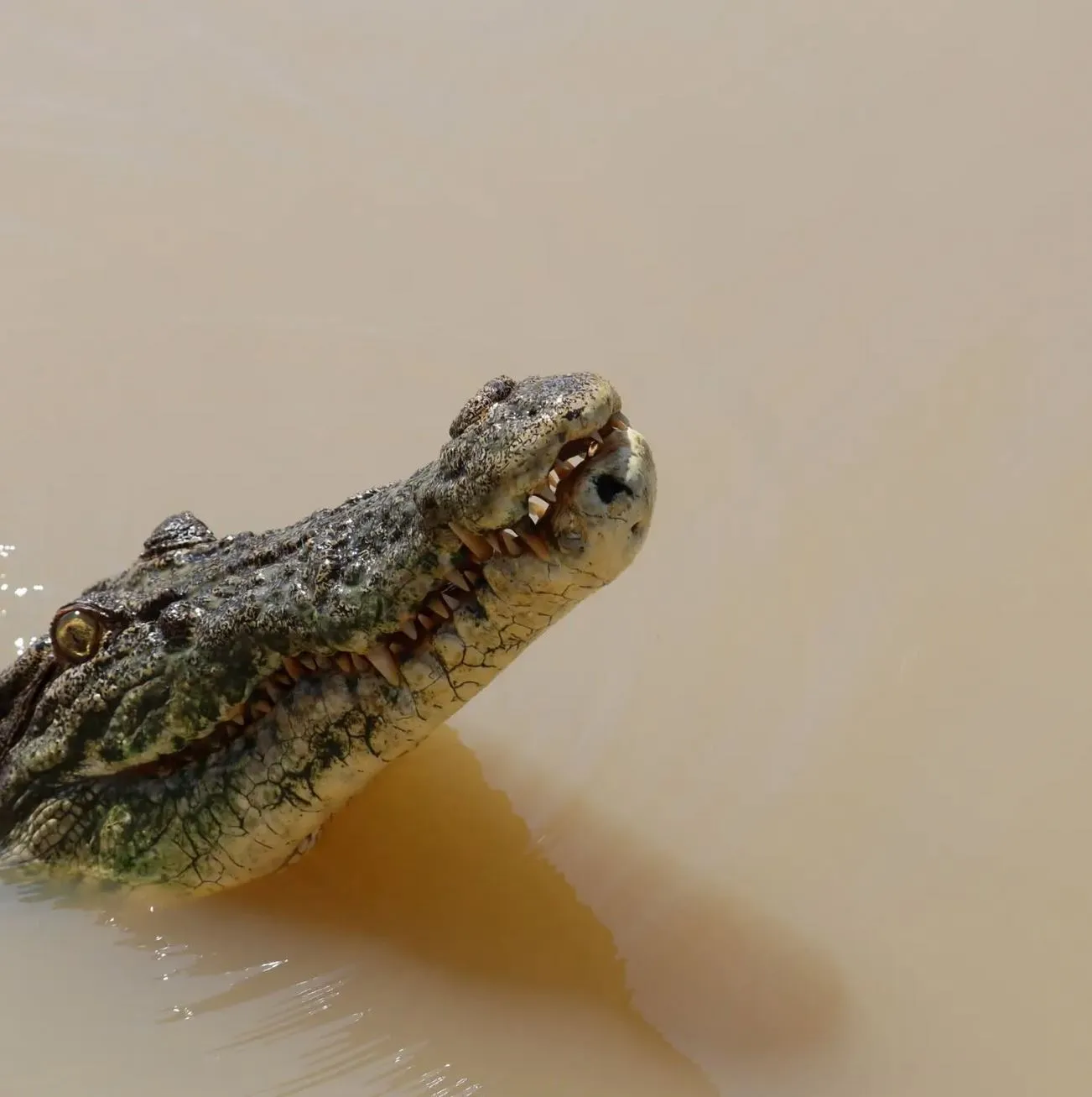 Cape Able Adventures | Are There Any Rules About Posting Croc-Feeding Videos on Socials? By the Numbers, Why It Matters