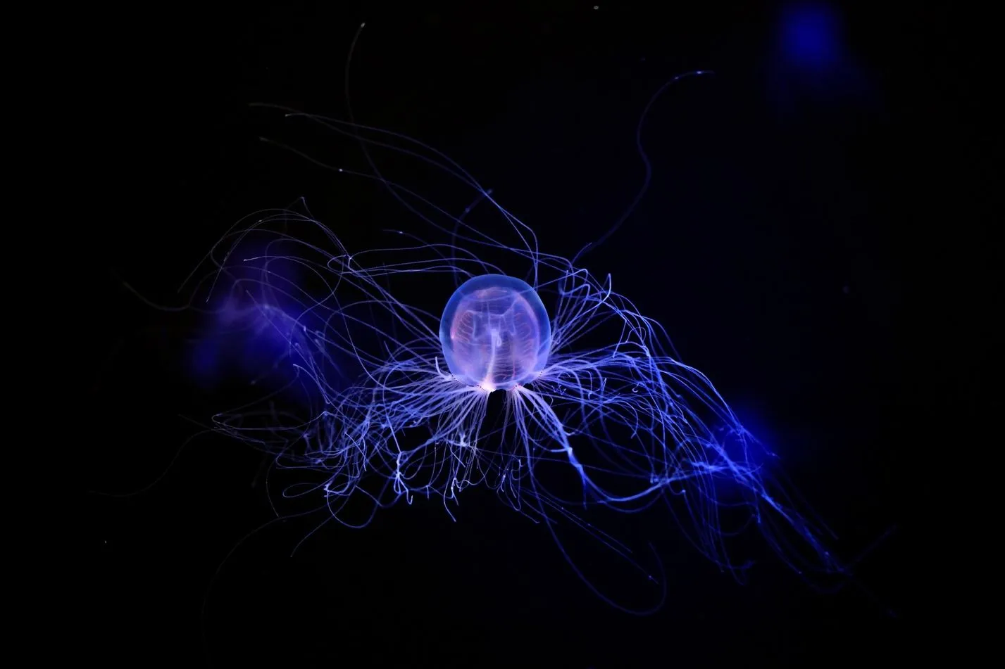 Cape Able Adventures | How Dangerous Are Marine Stingers On The Great Barrier Reef? Great Barrier Reef Tours
