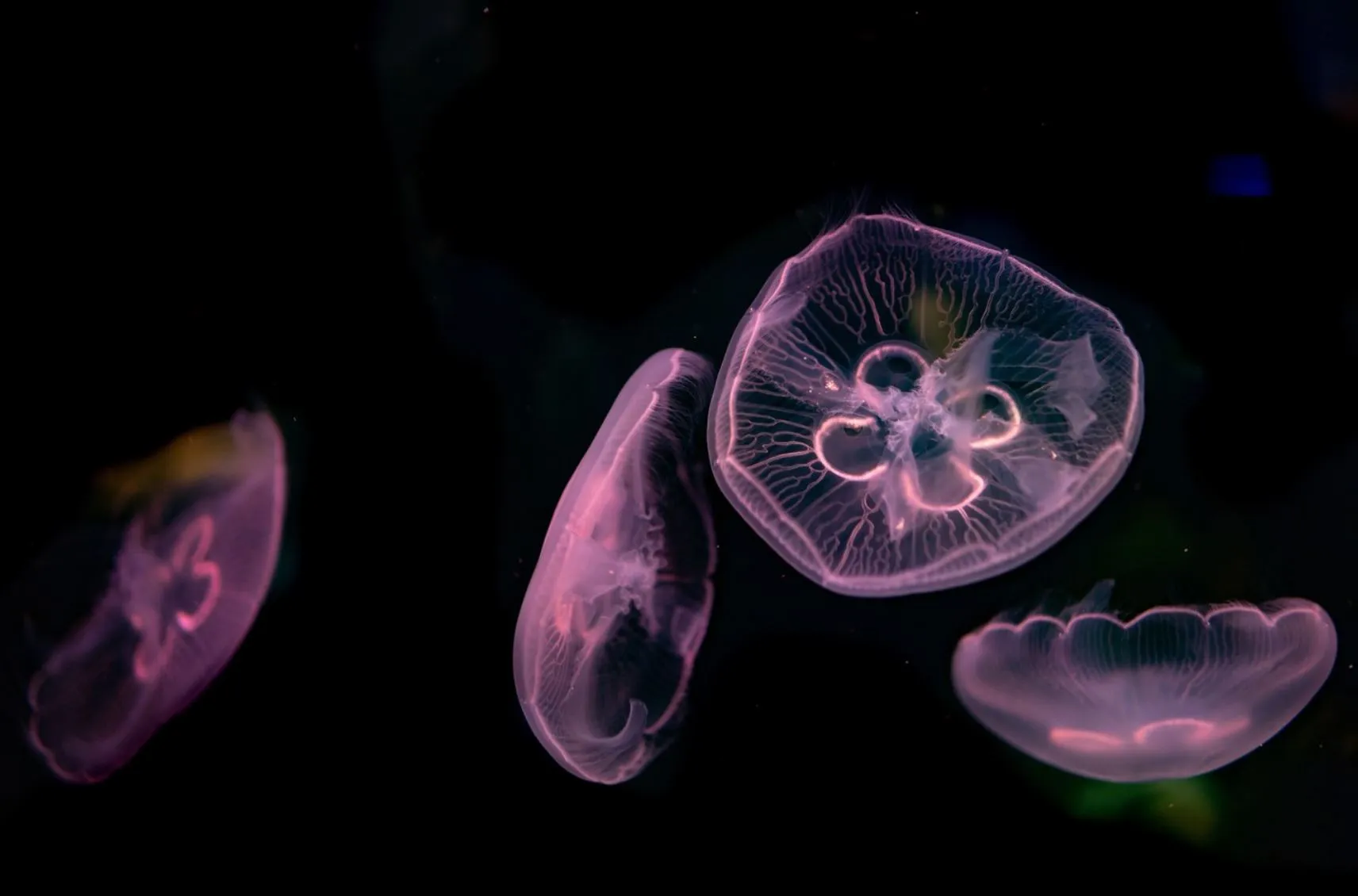 Cape Able Adventures | How Dangerous Are Marine Stingers On The Great Barrier Reef? How Jellyfish Species Act in the Top End