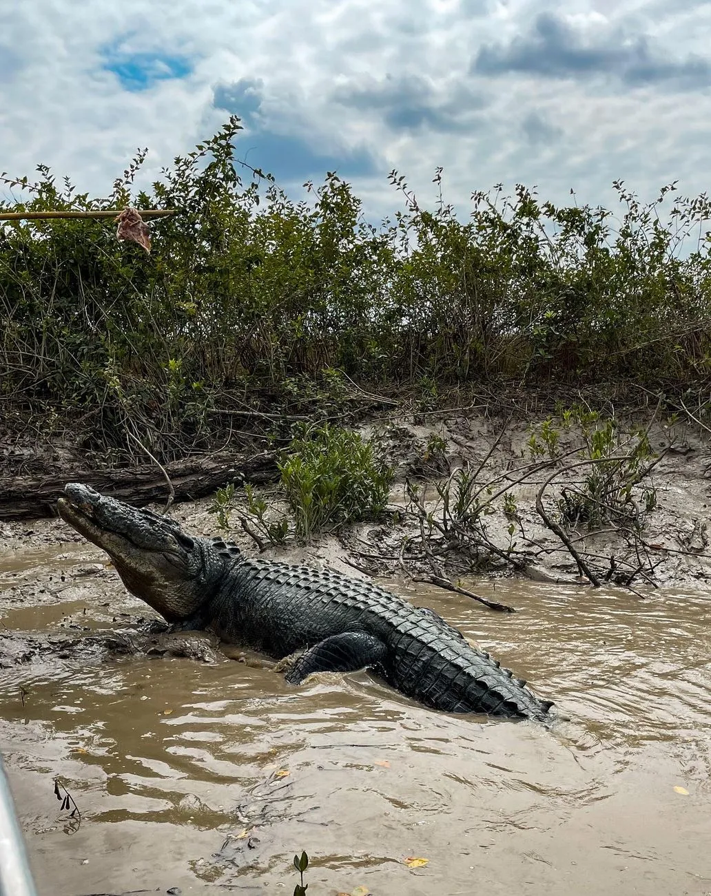 Cape Able Adventures | Are There Any Rules About Posting Croc-Feeding Videos on Socials? I Was Just Filming, I Didn't Do Anything Wrong
