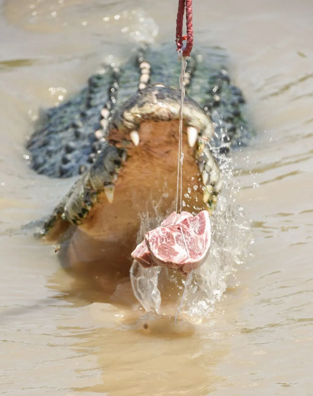 Cape Able Adventures | Are There Any Rules About Posting Croc-Feeding Videos on Socials? Jumping Crocodile Cruise