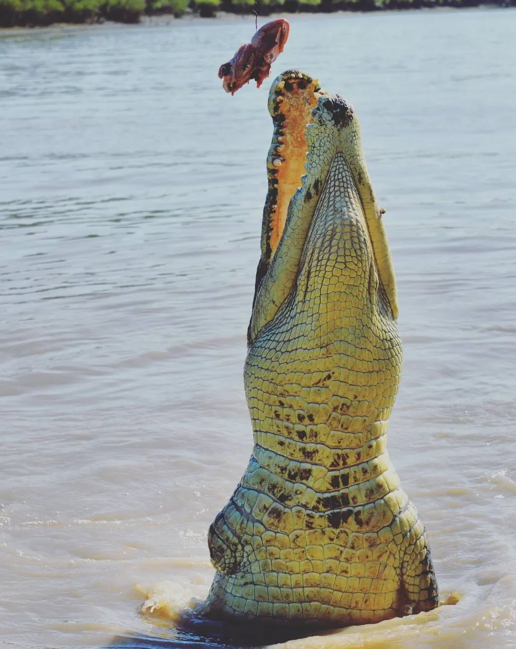Cape Able Adventures | Are There Any Rules About Posting Croc-Feeding Videos on Socials? Some Tips for Visitors and Locals
