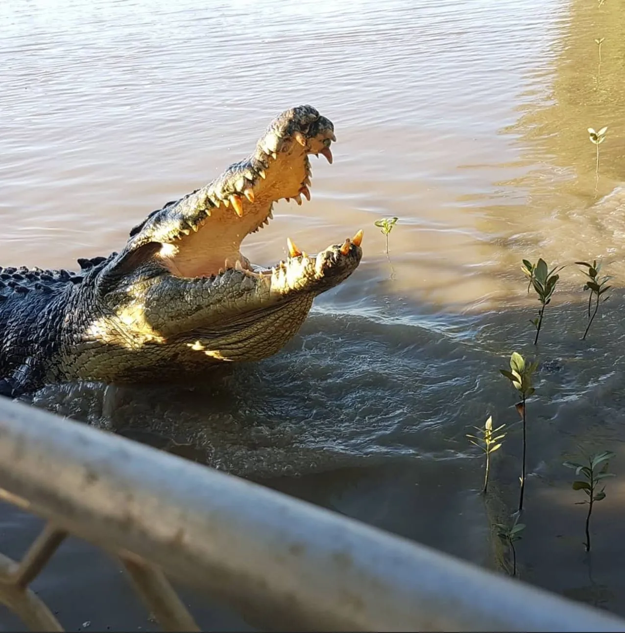 Cape Able Adventures | Are There Any Rules About Posting Croc-Feeding Videos on Socials? The Science Behind It