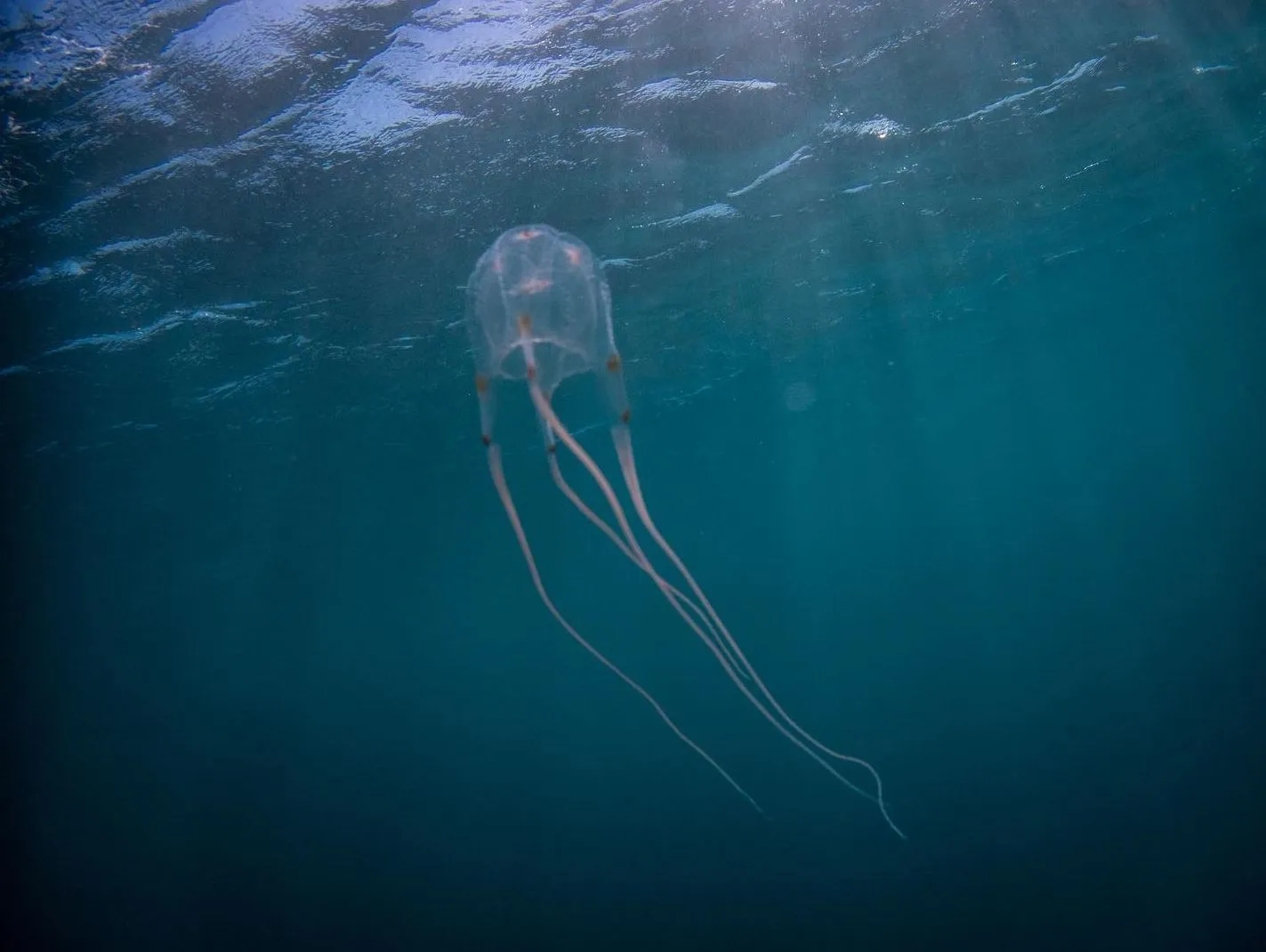 Cape Able Adventures | How Dangerous Are Marine Stingers On The Great Barrier Reef? Where Dangerous Jellies Tend to Gather