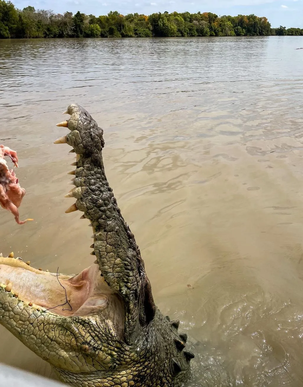 Cape Able Adventures | Are There Any Rules About Posting Croc-Feeding Videos on Socials? Why Do Wildlife Videos Go Viral Anyway