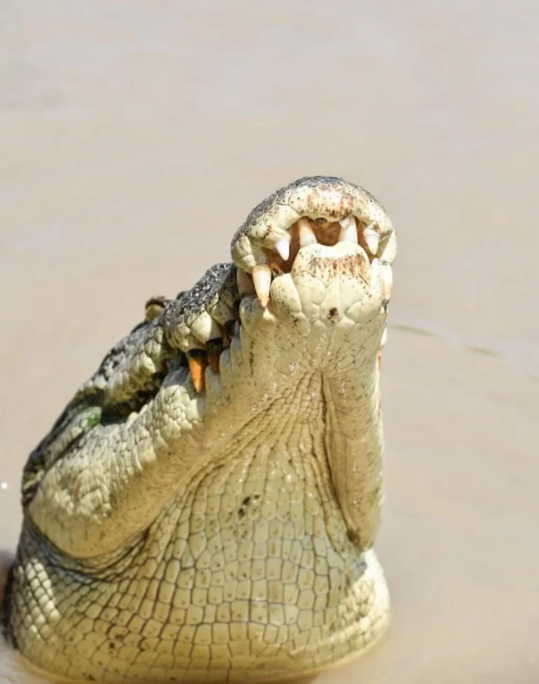 Are There Any Rules About Posting Croc-Feeding Videos on Socials?