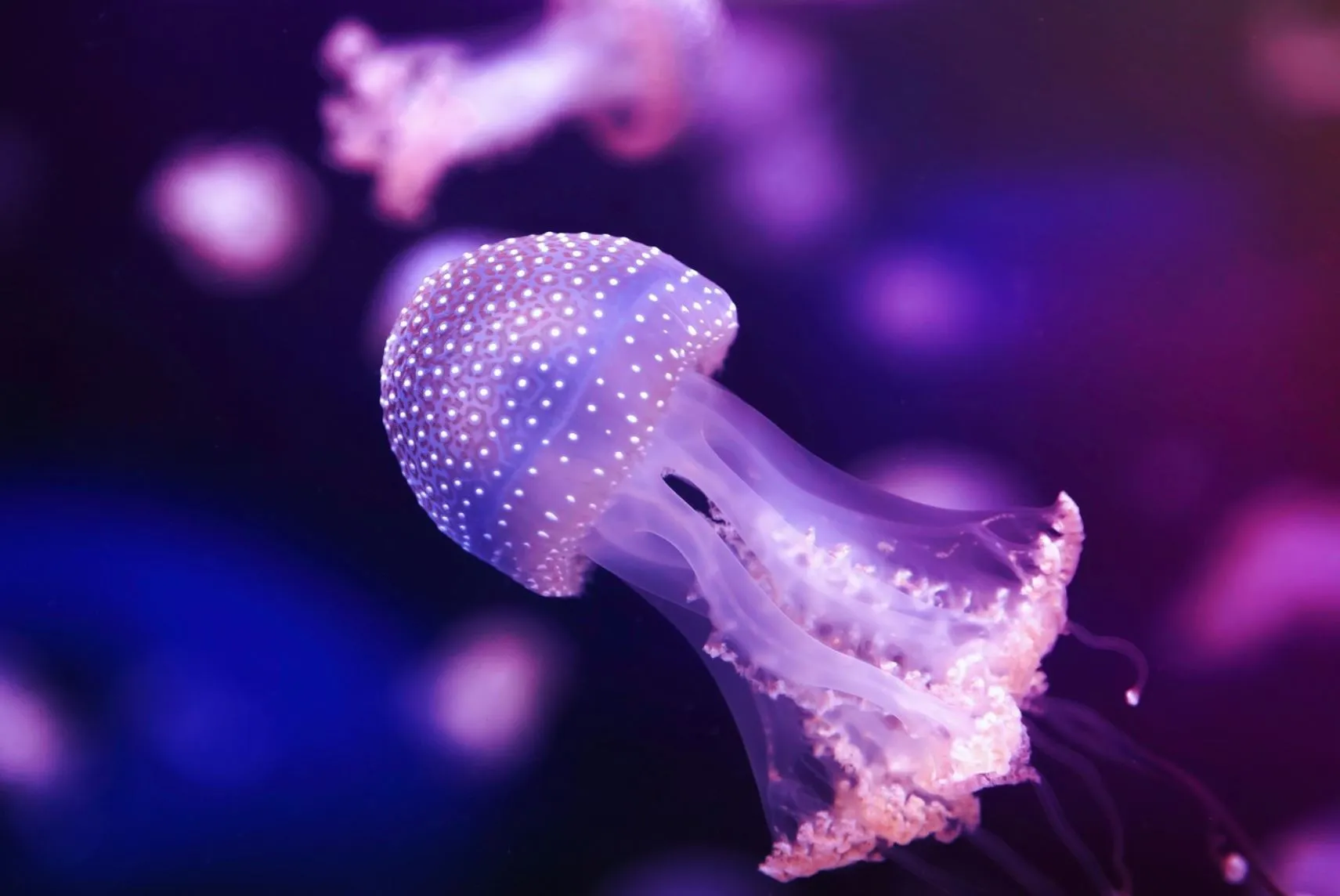 How Dangerous Are Marine Stingers On The Great Barrier Reef