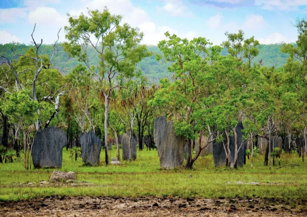 Magnetic Termite Mounds