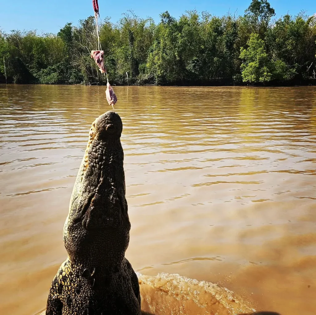 Thrilling Jumping Crocodile Cruises in Australia’s Wild Rivers