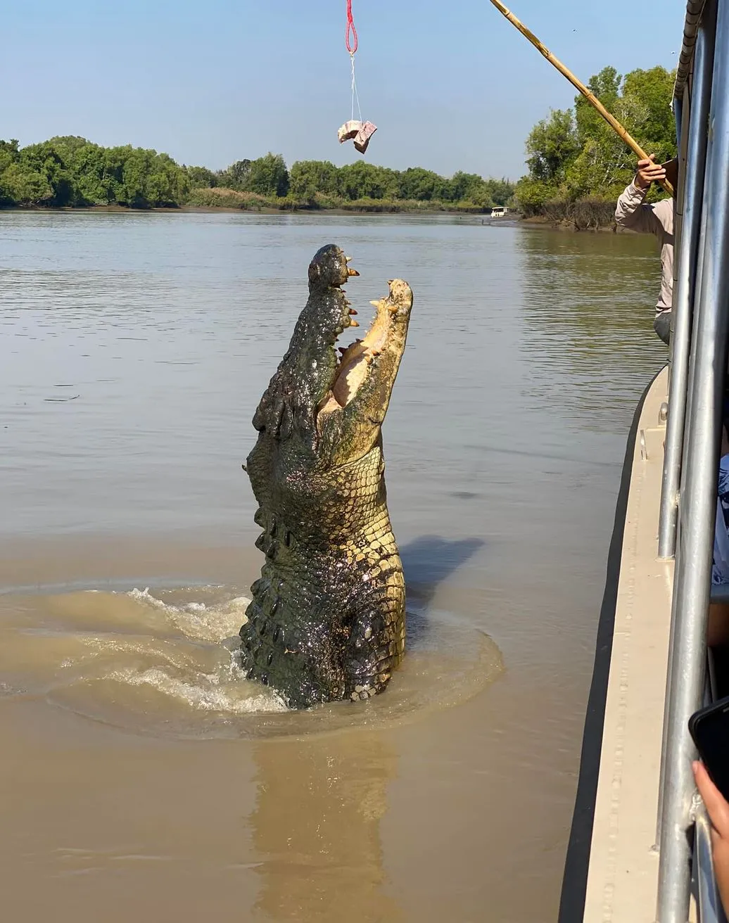 What to Expect, Jumping Crocodile Cruises