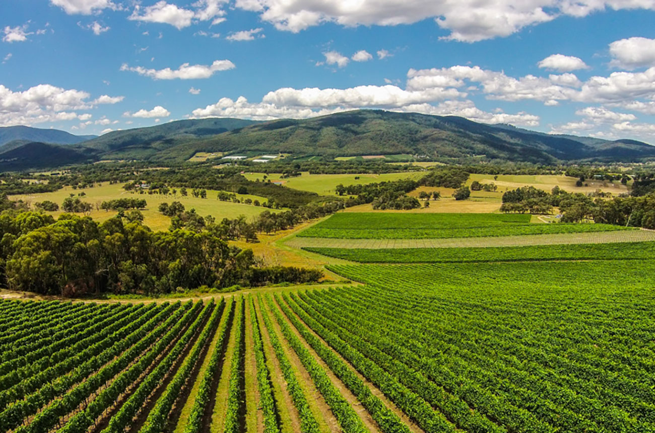 Explore the charming Yarra Valley on a day trip from Melbourne.