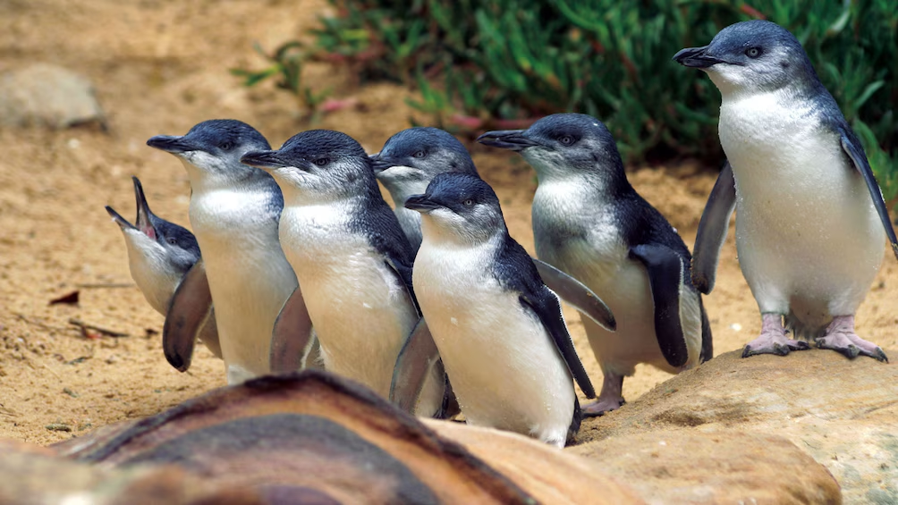 Cape Able Adventures | Encounter the Little Penguins of Phillip Island: Conservation & Tours