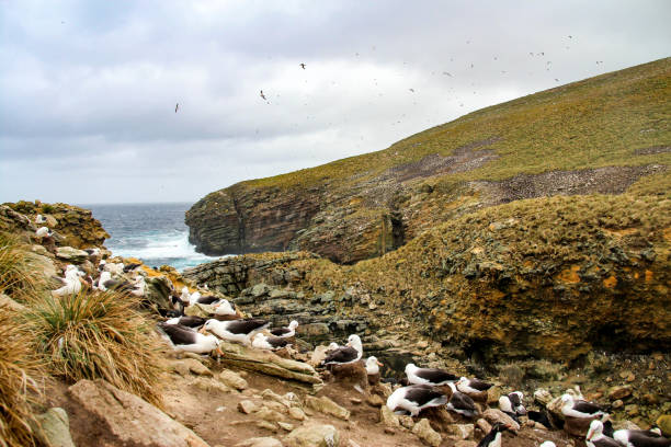 Cape Able Adventures|Free Things to Do on Phillip Island: Beaches, Wildlife, and Cultural Attractions