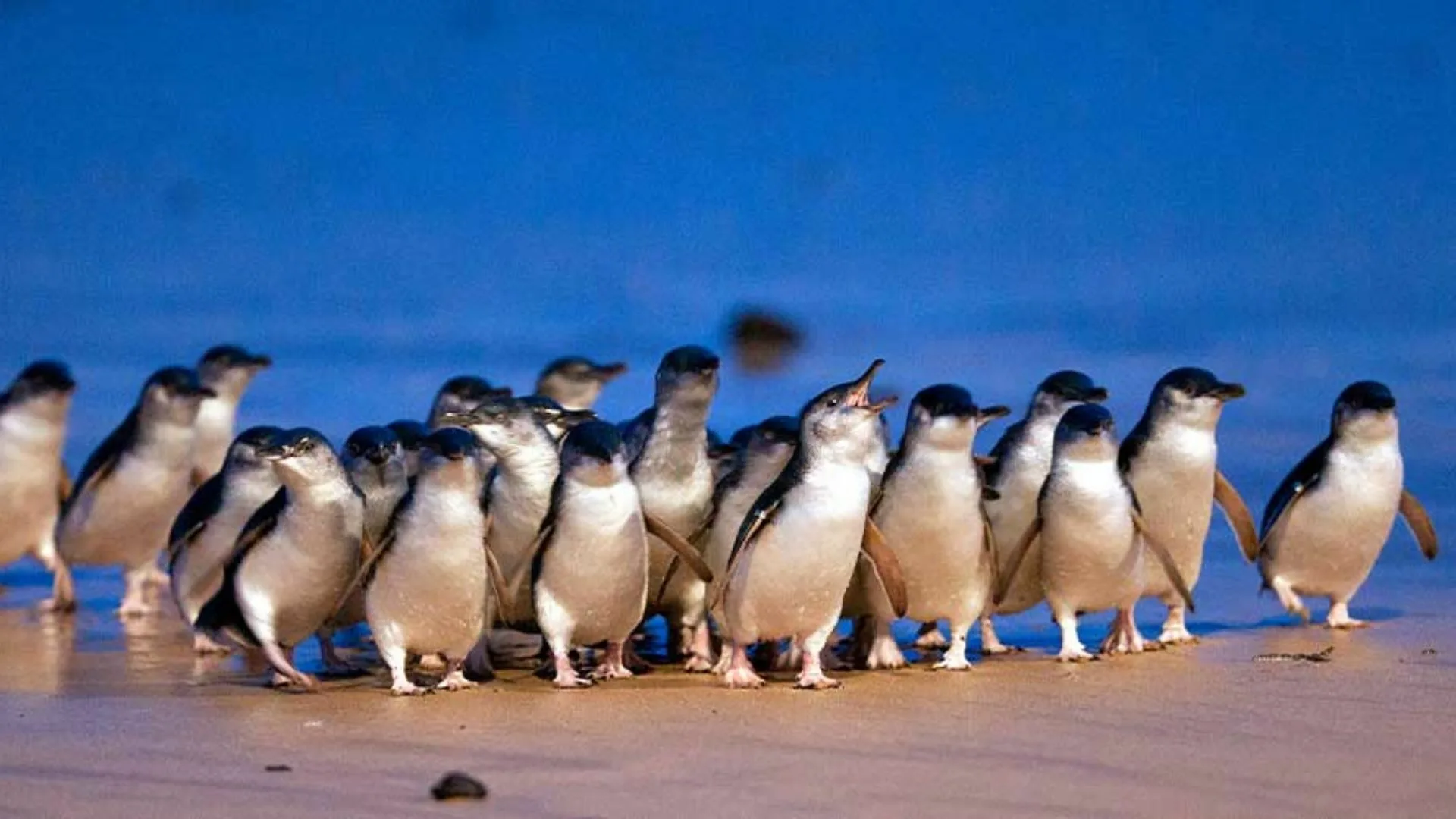 Discover the Magic of the Philip Island Penguin Encounter