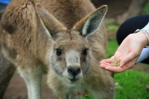 Embark on an Unforgettable Melbourne to Phillip Island Tour