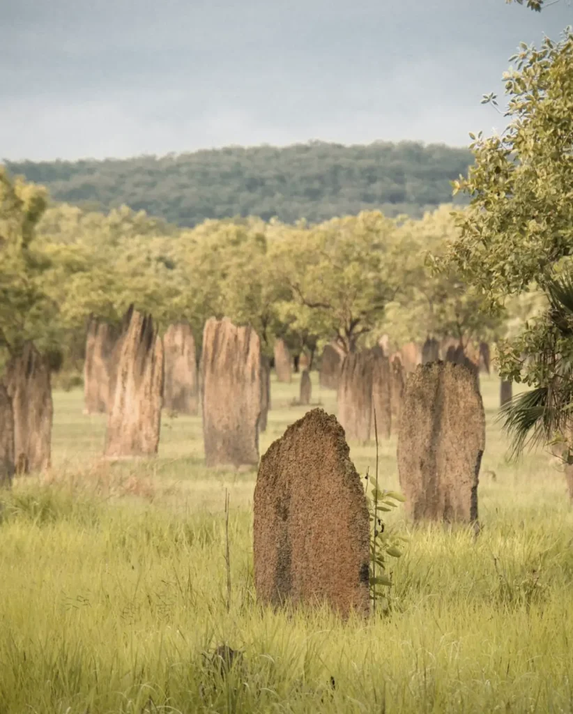 magnetic termite mounds tour