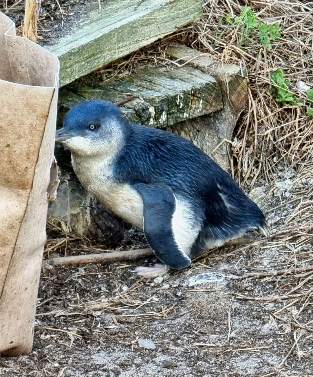 the Penguin Parade